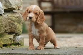 Cocker Spaniels The Irresistible Dogs With Loyalty To Melt The Coldest Of Hearts Who Ve Swept All Before Them At Crufts Country Life