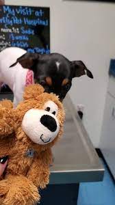I am originally from iowa but moved to kingman after graduating from the college of veterinarian medicine at iowa state university in 1995. Family Pet Hospital Home Facebook