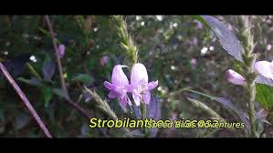 Image result for Petalidium englerianum