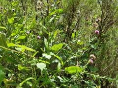 Image result for Cirsium  buchwaldii