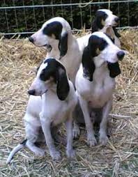 Il s'agit d'un sport de compétition, dans lequel les chiens sont évalués selon leur habileté à courir et à dépasser et atteindre le lièvre, plutôt qu'une. 100 Ariegeois Ideas Dogs Animals Dog Breeds