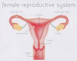 From head to toe, the external body has so many parts and every language has a set of names to describe them. Pin On D