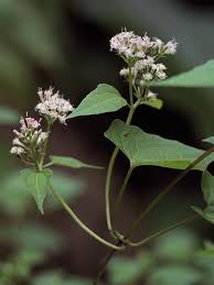 Image result for Mikaniopsis usambarensis