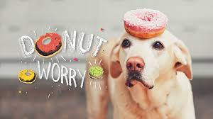 Google has many special features to help you find exactly what you're looking for. Donut Worry Desktop Background Size 3840 X 2160 Donut Dog Wallpaper For Chromebook 3840x2160 Wallpaper Teahub Io