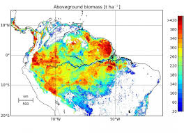 the amazon are an important carbon sink