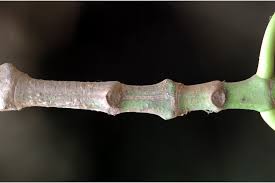 Image result for Hymenodictyon parvifolium