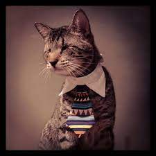 such a handsome man oskar the blind cat official s facebook page animal costumes cats cat online