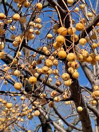 Image result for Melia azedarach