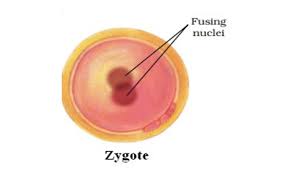 Check spelling or type a new query. Animals Reproduction Biology Short Notes Ias Prep Brainyias