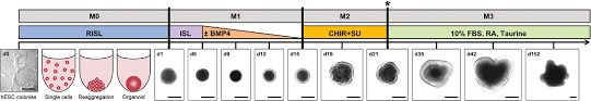 Metal kitchen rack w \/metal rods and cones diagramming gerunds. Https Currentprotocols Onlinelibrary Wiley Com Doi Pdf 10 1002 Cpsc 120