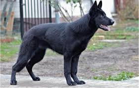 Improving upon the german shepherd breed with each generation. 7 Things You Didn T Know About The Black German Shepherd Animalso