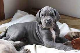 Newborns from a litter of 19 great dane puppies delivered by cesarean section at the kingman animal hospital in kingman, ariz., on feb. Great Danes Of New Jersey