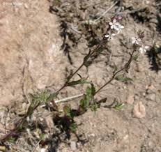 Image result for Silene gallica