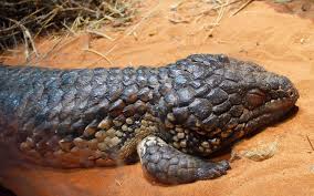 Maybe you would like to learn more about one of these? Shingleback Skink Tiliqua Rugosa Great Skin Texture And Color Reference Reptiles And Amphibians Amphibians Reptiles