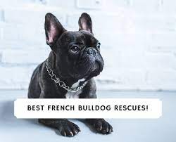 While your dog is under for sterilization, we will cover other surgical expenses stated above as long as they are done at the same time. 7 Best French Bulldog Rescues 2021 We Love Doodles