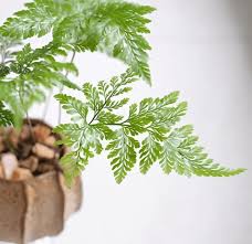 Image result for Davalliaceae