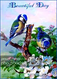 Bird Bird Bird Is The Word Gif Https Encrypted Tbn0 Gstatic Com Images Q Tbn 3aand9gcqieoahvmtpvua3nzqprb1ybfretmy6sho Pa Usqp Cau