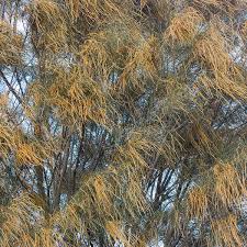Image result for Casuarina verticillata