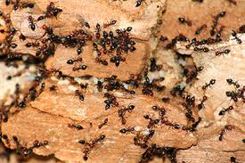 It disrupts their pheromone trails just paid $210 for one treatment from a pest control company, so i typed into google for home. Wood Destroying Ants Carpenter Ants Aztec Organic Pest Service
