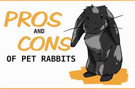 The Pros And Cons Of Having Rabbits As House Pets