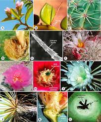 How do cn and n3 inhibit cytochrome oxidase? Cactaceae An Overview Sciencedirect Topics