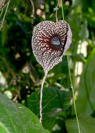 Image result for Aristolochia