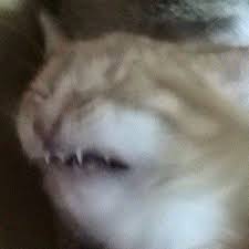 hahahahahahahahahahahahahahahahahahahahahahahahahahahahahaha koshachi memy smeshnye kotyata mordy zhivotnyh