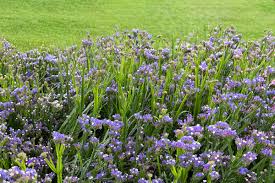 Image result for Limonium sinuatum