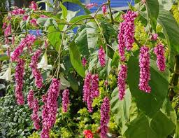 Image result for Vismia orientalis