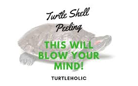 Crafting all pieces of turtle armor requires a total of 3 turtle shells. Turtle Shell Peeling Do Turtles Shed Turtleholic