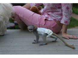 Pets Pakistan - Baby capuchin monkeys now available
