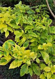 Embellish it with sea shells. Plant Displays Picture Of Plants Plants Supercentre Angoda Tripadvisor