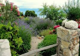 Tipico dei prati aridi e della macchia mediterranea, l'helianthemum x ben fhada o eliantemo giallo, forma un piccolo arbusto ricoperto di fiori gialli luminosi tra maggio e luglio. Flora O Macchia Mediterranea Glossario Dell Artigianato