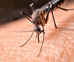 6584 beach dr sw, ocean isle beach, nc 28469, usa. Pest Control Extermination Maintenance Inspections Allied