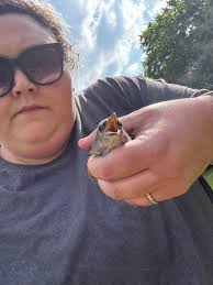 Any RB Nuthatch sightings in Nags Head?