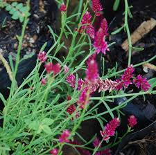 Image result for Hermbstaedtia