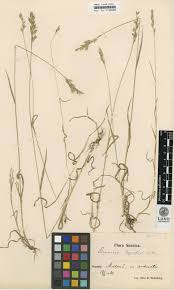 See more of plantation brome on facebook. Typification Of Eight Current And Seven Related Names And A New Section In The Genus Bromus Bromeae Pooideae Poaceae