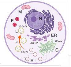 Maybe you would like to learn more about one of these? Imaging The Electrical Activity Of Organelles In Living Cells Biorxiv
