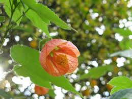 Image result for Abutilon rehmannii