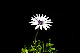 Download and use 100,000+ flower background stock photos for free. White Flower Hd Wallpapers Backgrounds