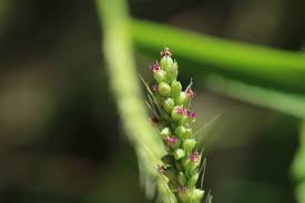 Image result for Setaria lindenbergiana
