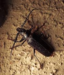 The palo verde beetle poses the greatest threat to palo verde trees but they can take root (pun intended) in many other plants and trees. August 2020 Ecoquest Monsoon Soon Argentinat