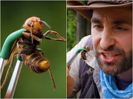 Youtuber Let A Murder Hornet Sting Him To Show How Painful It Is Insider