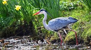 Bird With Colorful Feathers Name 25 Different Types Of Birds With Names And Pictures Styles At Life Birds Bird Photo Grey Heron
