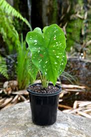 Caladiums have proven to be excellent bedding plants for full shade to full sun. Caladium Bicolor Florida Clown