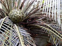 Image result for Macrozamia communis