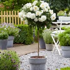 Maybe you would like to learn more about one of these? Trandafiri Pomisor Bulbi Flori