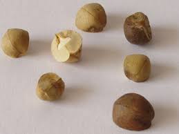 3.4 out of 5 stars 13. Datei Jumping Beans 12 Jpg Wikipedia
