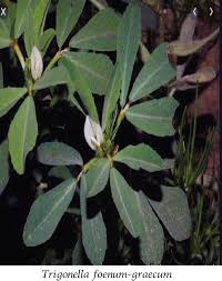 Image result for Pentarrhinum insipidum