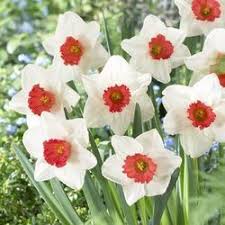 Mad Red Daffodils With Images Daffodil Bulbs Bulb Flowers Daffodils